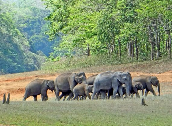  Serene Heritage Thekkady