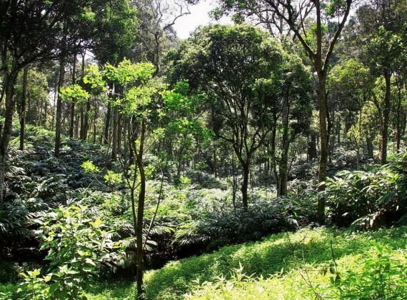  Serene Heritage Thekkady